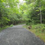 Walking in the trail.