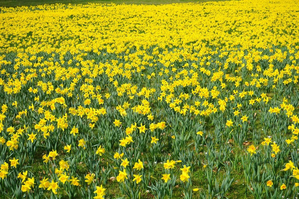 Field of daffodils